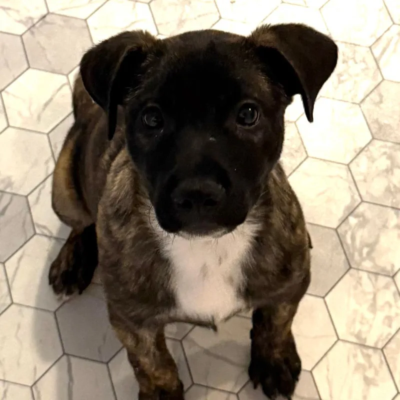 A baby medium-sized male Brindle Terrier dog named Topaz for adoption in Walden, NY