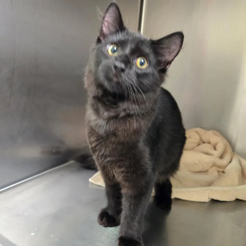 A young medium-sized male Domestic Medium Hair cat named Spooky for adoption in Georgetown, KY