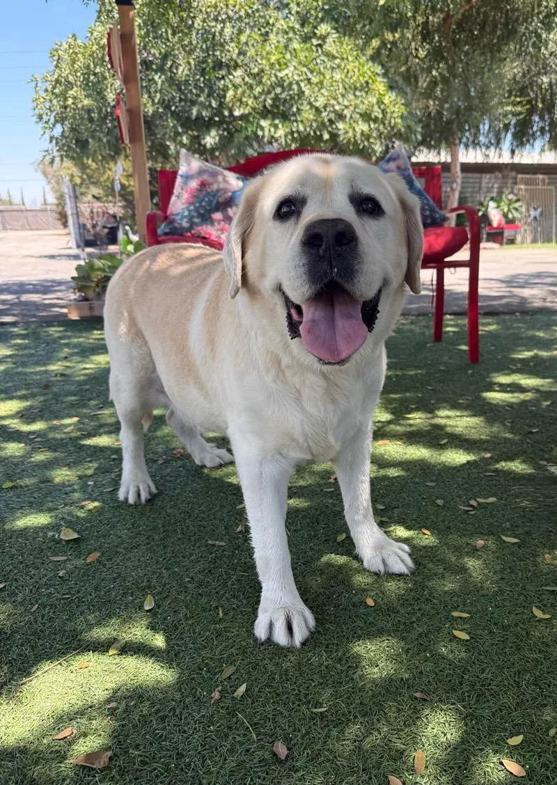 A senior large-sized male Yellow / Tan / Blond / Fawn Labrador Retriever dog named Chester for adoption in Temecula, CA