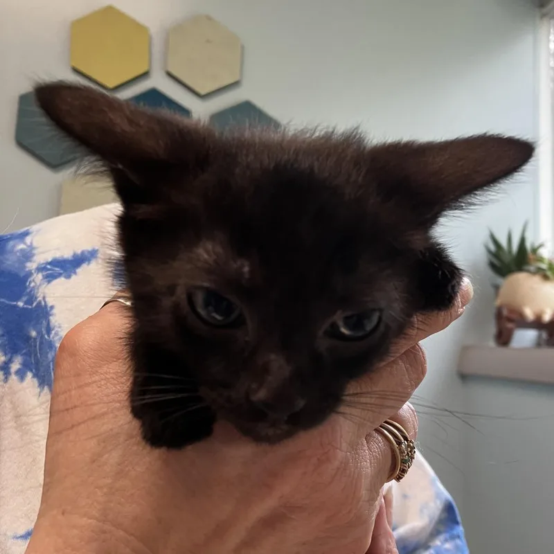 A baby small-sized male Black Domestic Short Hair cat named Eeyore for adoption in Newark, DE