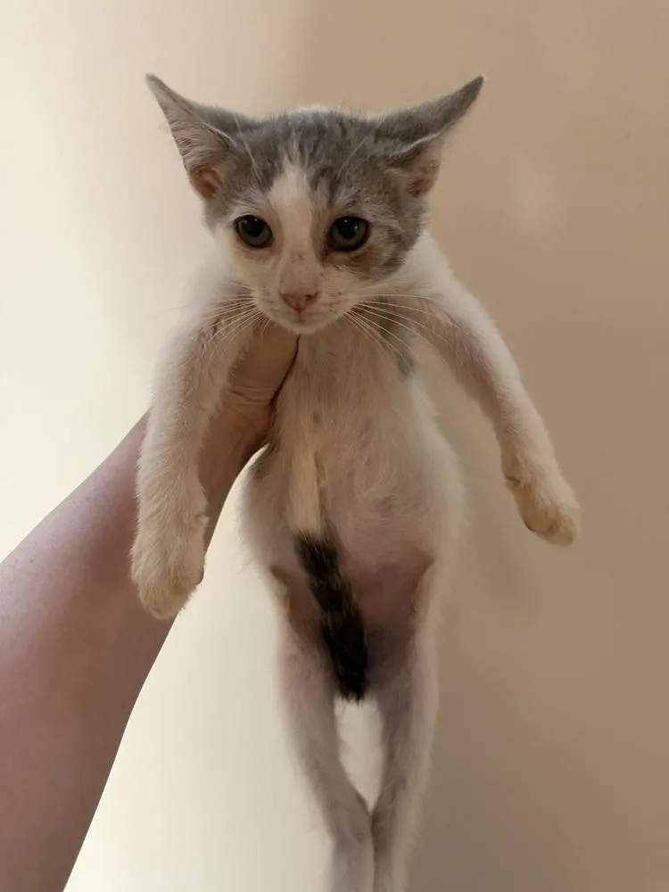 A baby small-sized male Gray & White Domestic Short Hair cat named Marley for adoption in Chicago, IL
