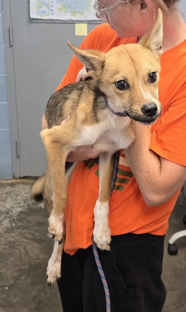 An adult medium-sized female Tricolor (Brown, Black, & White) Shepherd dog named Noodle for adoption in Evansville, IN