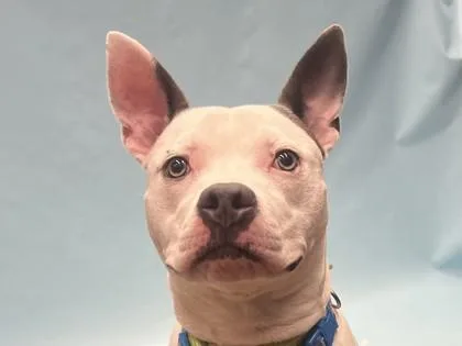 A baby medium-sized male Pit Bull Terrier dog named Sid for adoption in Golden Valley, MN