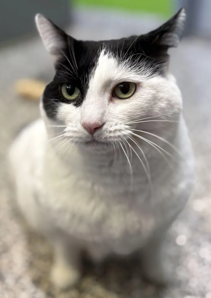 An adult large-sized female Domestic Short Hair cat named Katy for adoption in Jackson, MI