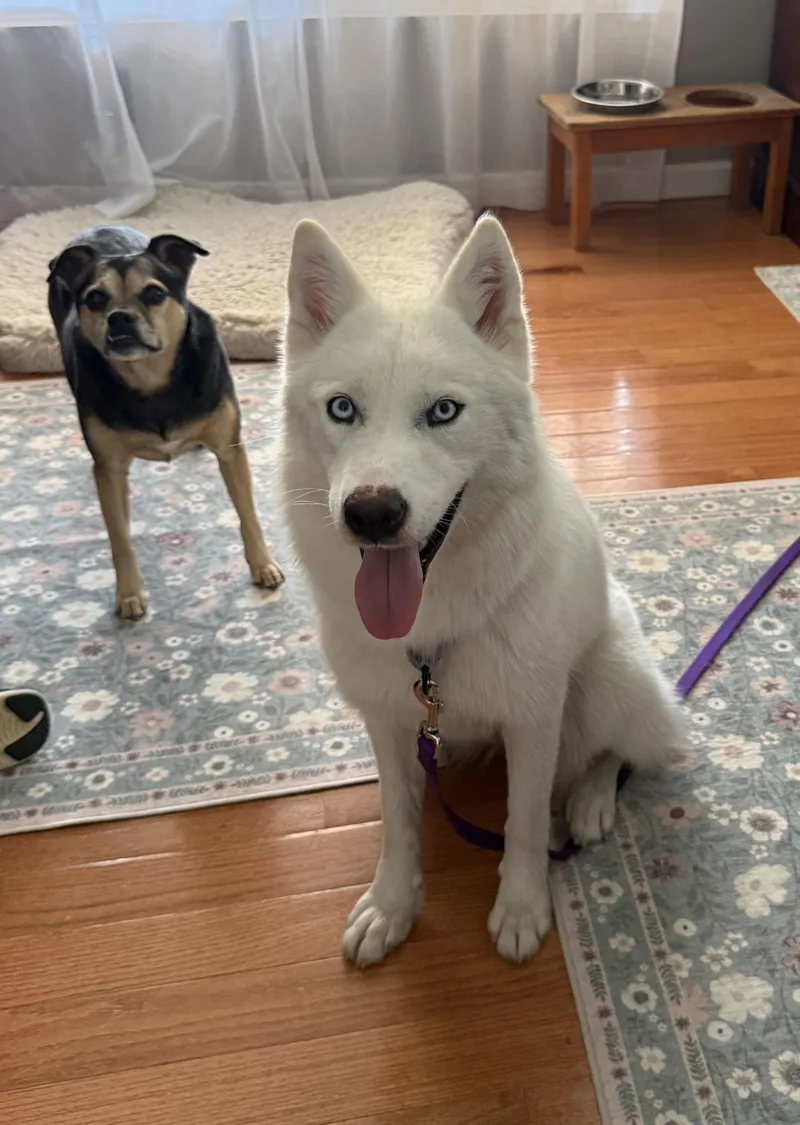 A young medium-sized female White / Cream Husky dog named Ghost for adoption in Manchester, CT
