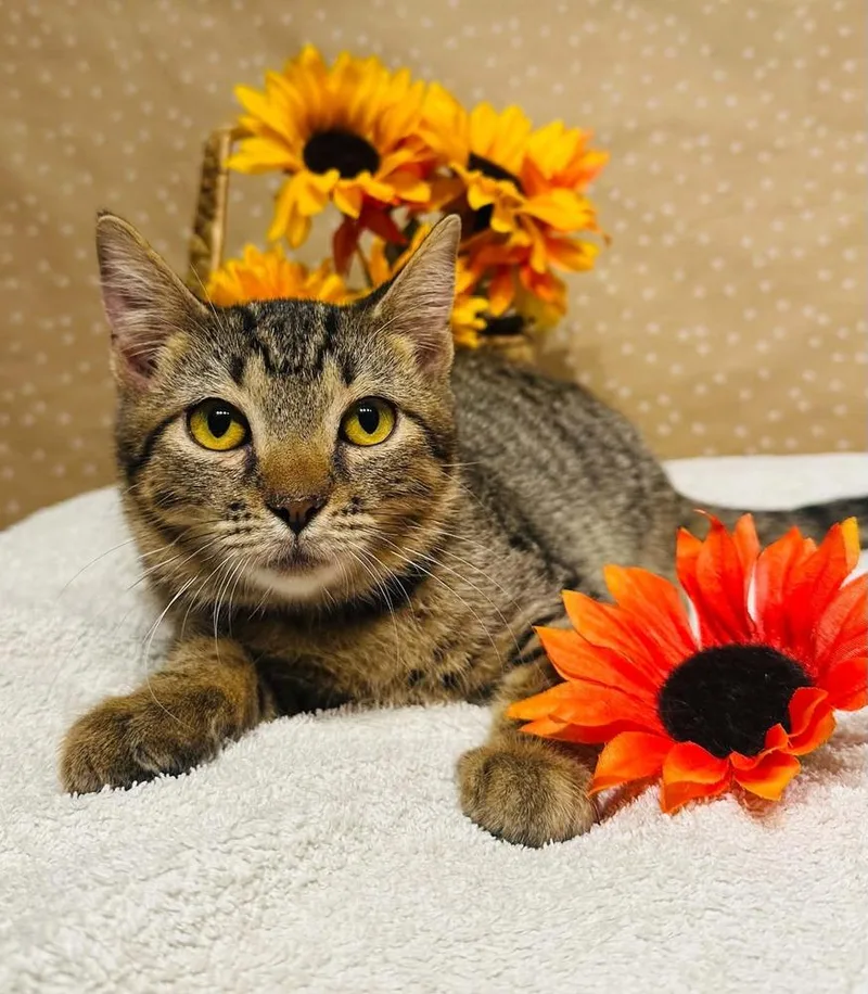 A baby small-sized male Domestic Short Hair cat named Bro for adoption in Groveland, MA