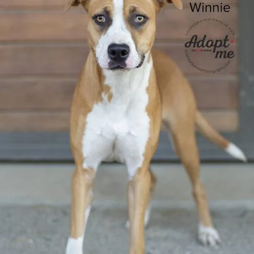 A young medium-sized female Yellow / Tan / Blond / Fawn Pit Bull Terrier dog named Winnie for adoption in Bakersfield, CA