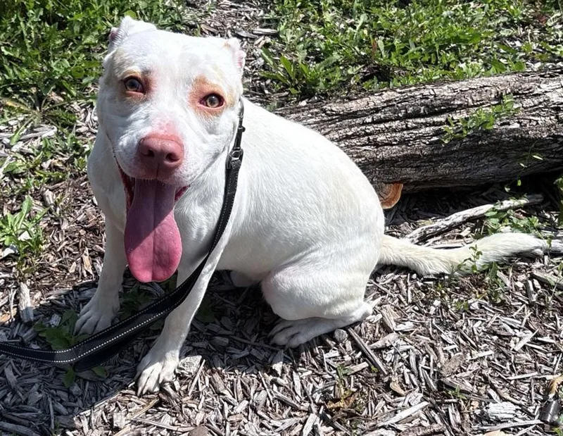 An adult medium-sized male White / Cream Pit Bull Terrier dog named Casper for adoption in Columbus, IN