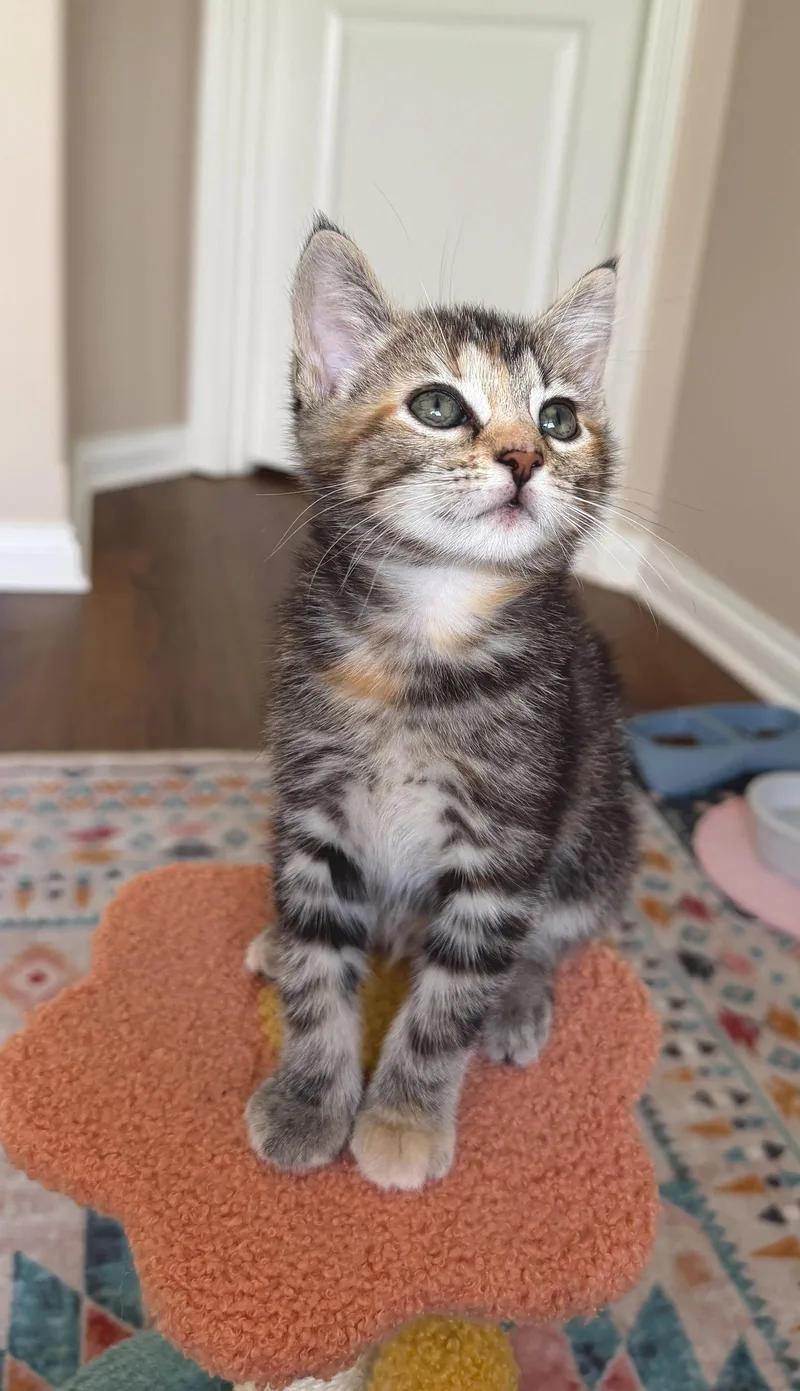 A baby medium-sized female Torbie cat named Daphne for adoption in Georgetown, KY