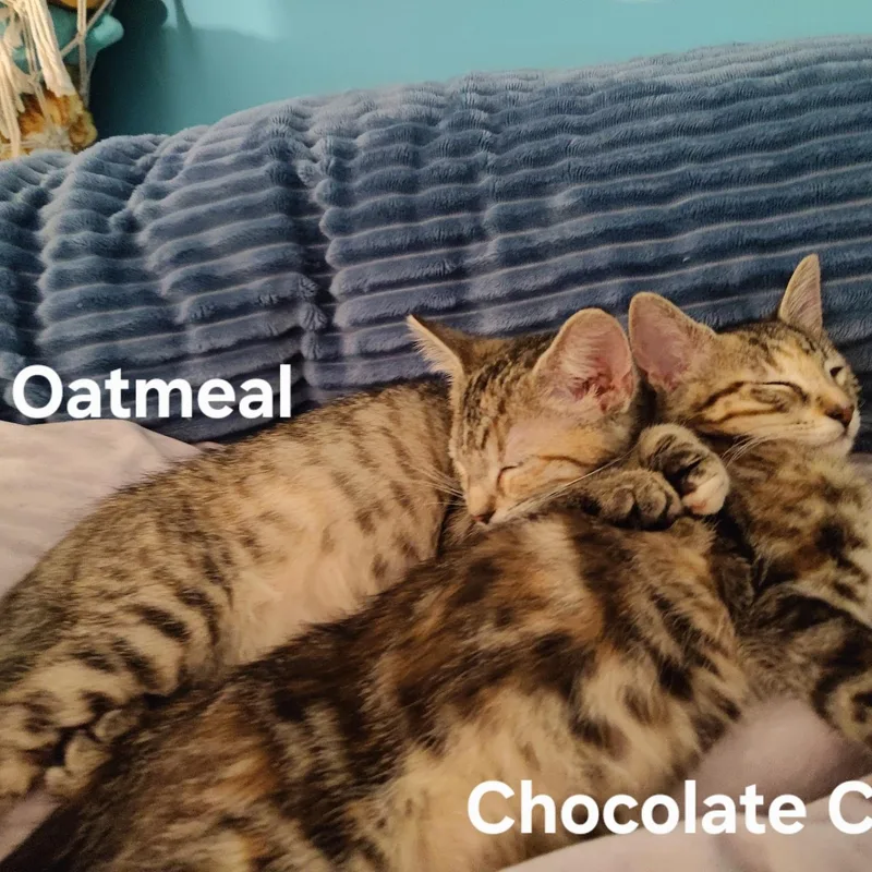 Oatmeal