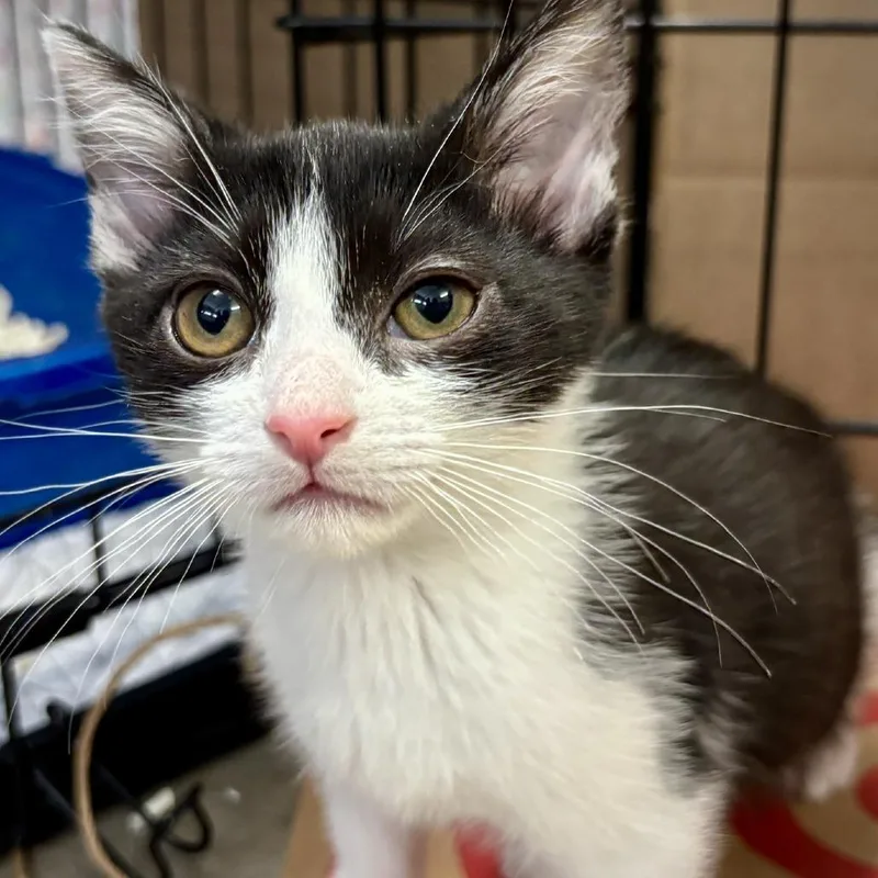 A baby small-sized female Black Domestic Short Hair cat named Catalina for adoption in Redwood City, CA