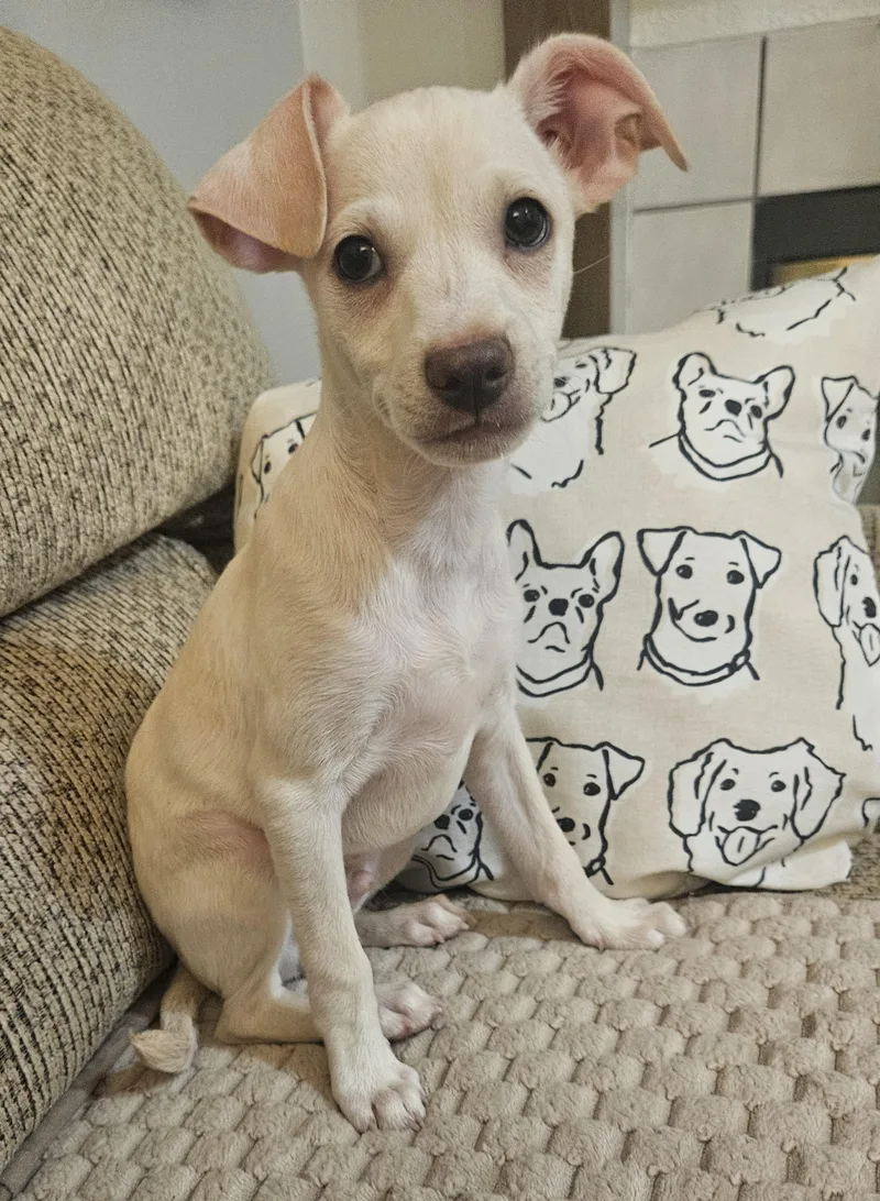 A baby small-sized male Apricot / Beige Chihuahua dog named Luigi for adoption in Galt, CA