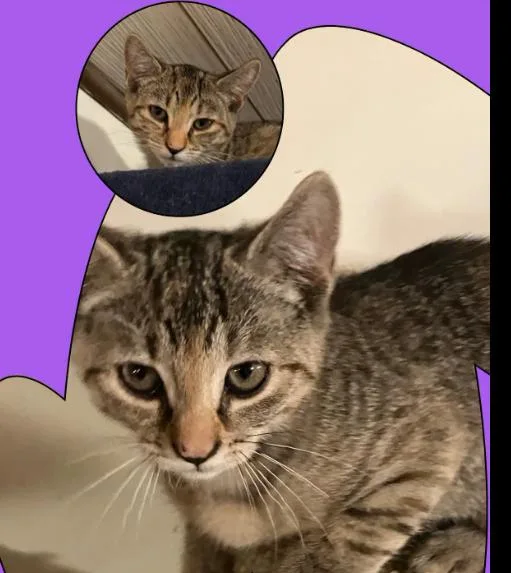 A young medium-sized female Tabby (Brown / Chocolate) Domestic Short Hair cat named Hermione for adoption in Rochester, NY