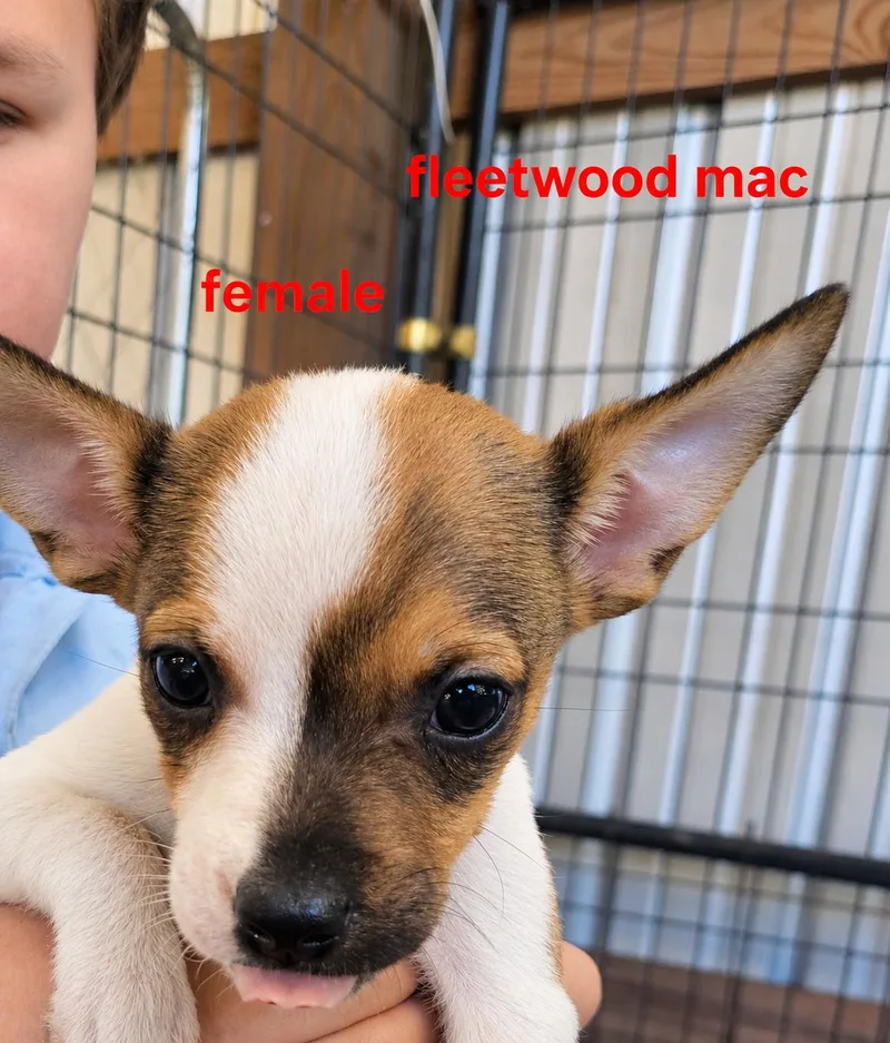 A baby small-sized female Mixed Breed dog named Fleetwood mac for adoption in Panama city, FL