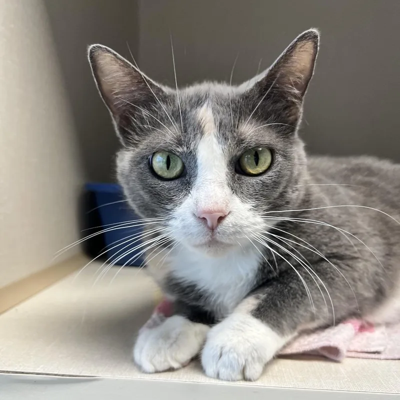 A senior medium-sized female Domestic Short Hair cat named Sweetie for adoption in Monticello, IA