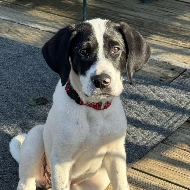 A young medium-sized male Black Hound dog named Maverick for adoption in Lexington, KY