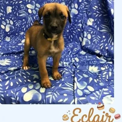 A baby medium-sized female Belgian Shepherd / Malinois dog named Eclair for adoption in Minooka, IL