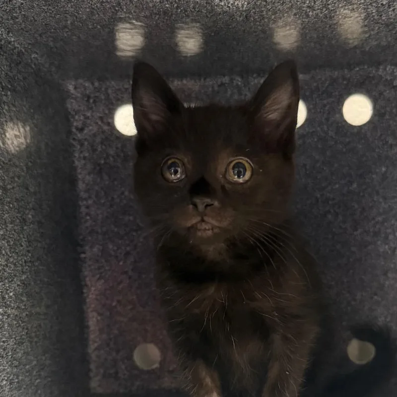 A baby small-sized female Black Domestic Short Hair cat named Nexus for adoption in Greenville, SC