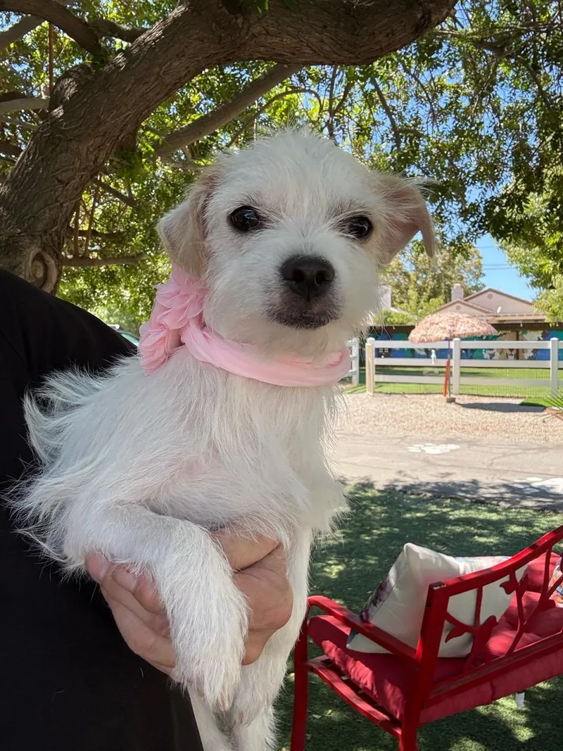 A young small-sized female White / Cream Maltese dog named Clara Grace for adoption in Temecula, CA