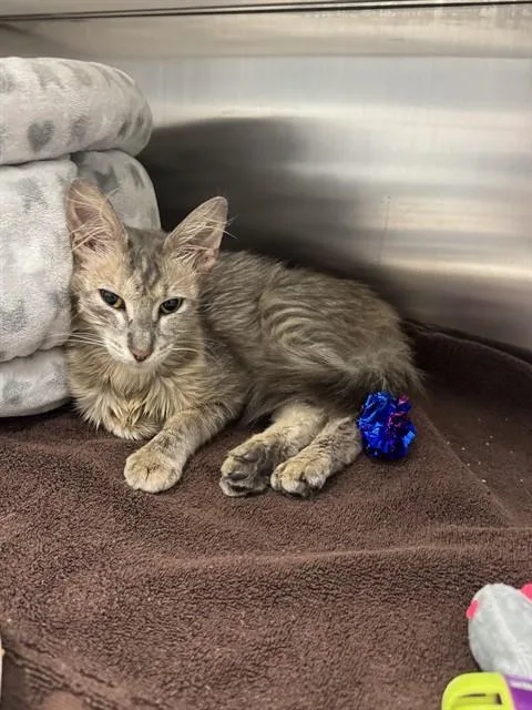 A young small-sized female Domestic Short Hair cat named Kelly for adoption in Naples, FL