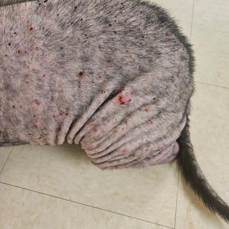 An adult medium-sized female Gray / Blue / Silver Mixed Breed dog named Champagne for adoption in Lake Panasoffkee, FL