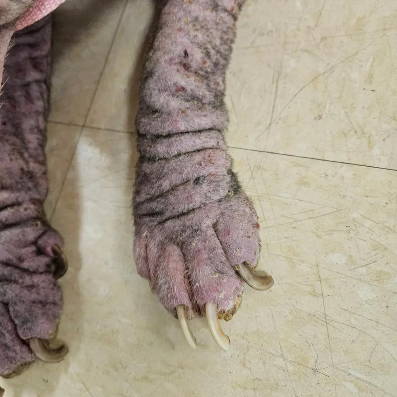 Champagne thumbnail 2