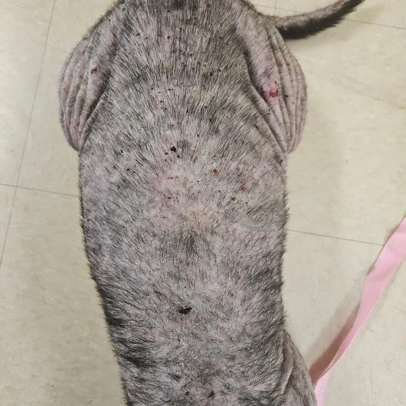 Champagne thumbnail 3