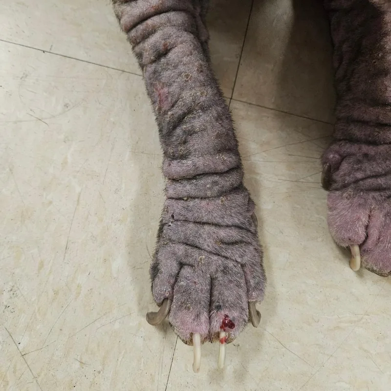 Champagne thumbnail 4