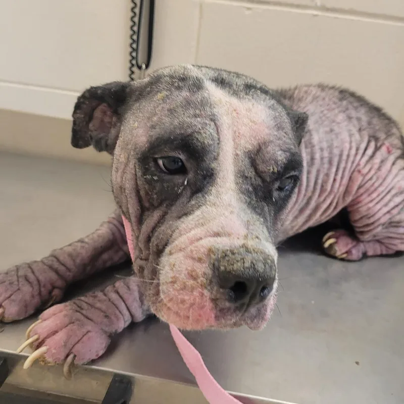 Champagne thumbnail 5