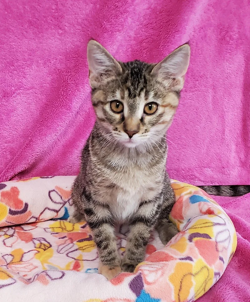 A young medium-sized male Domestic Short Hair cat named Smudge for adoption in Greenville, IL