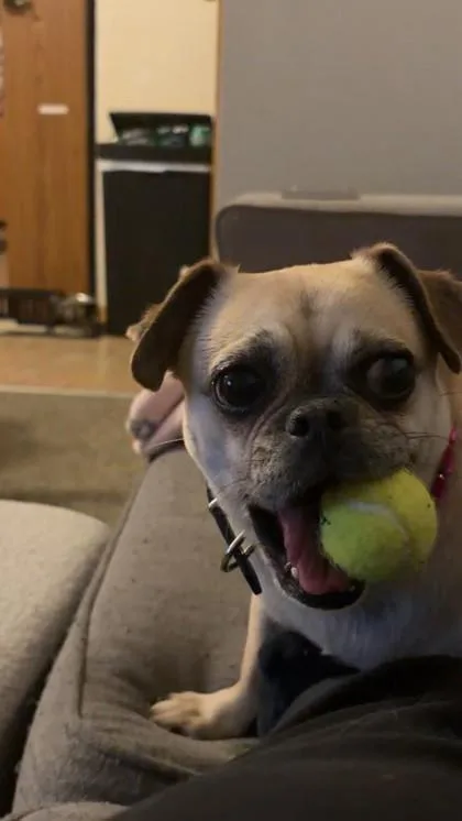 Penelope