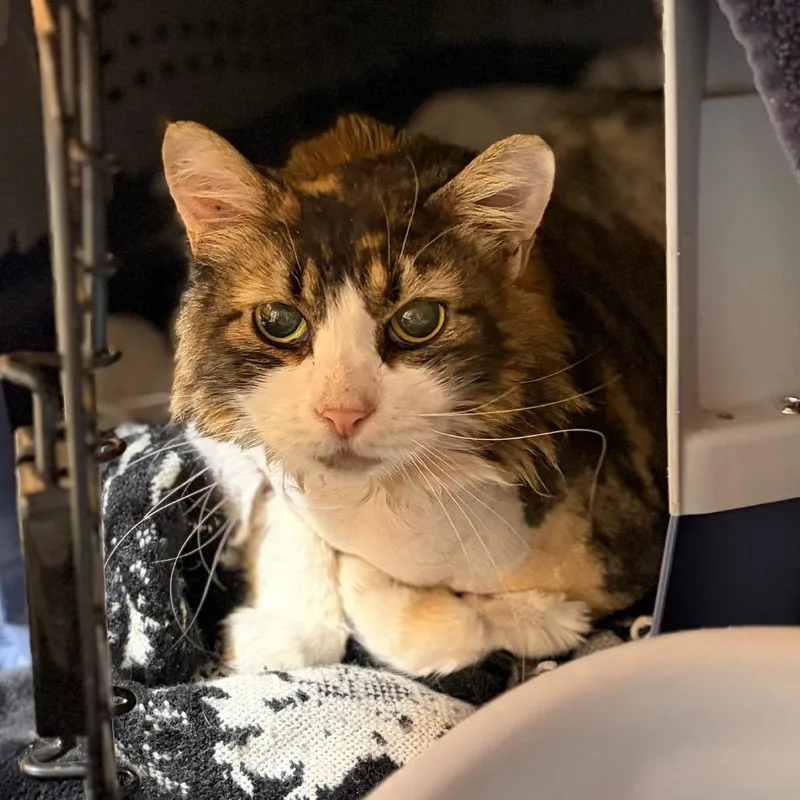 A senior extra large-sized female Calico Domestic Medium Hair cat named Scrilla for adoption in Spokane, WA