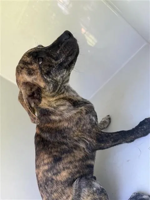 A baby small-sized male Plott Hound dog named A for adoption in Houston, TX