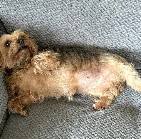 An adult small-sized female Yorkshire Terrier dog named Trixie Os Franzen for adoption in Saunderstown, RI
