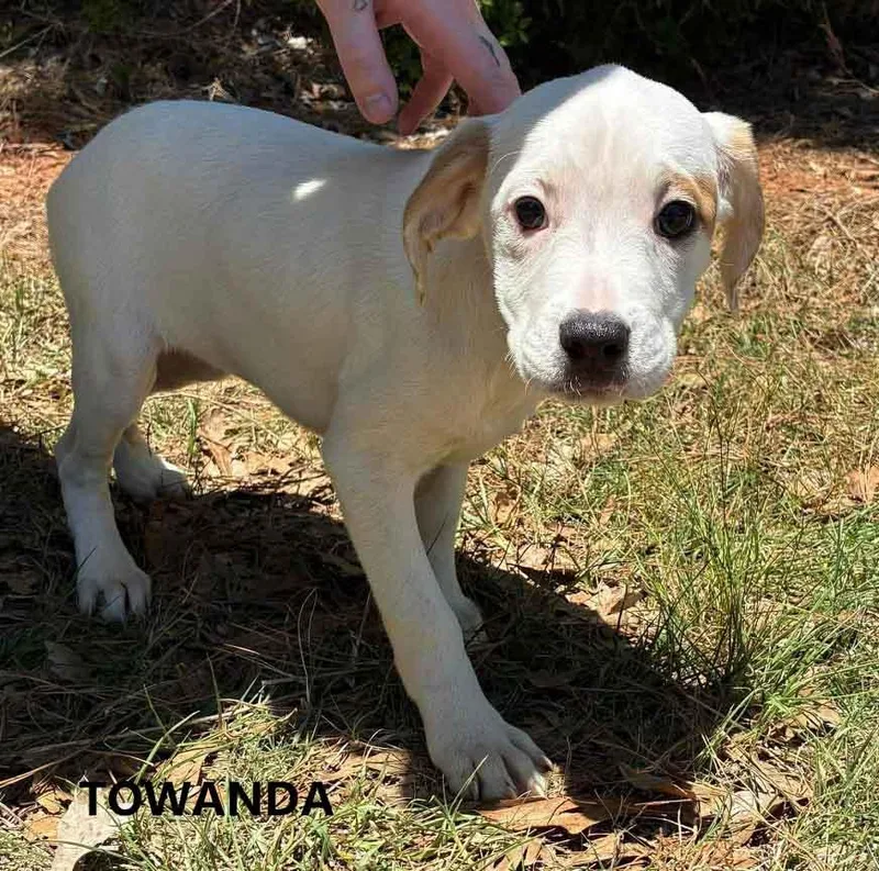 A baby medium-sized female White / Cream Hound dog named Towanda for adoption in Washington, GA