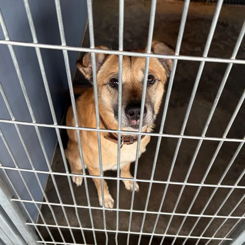 An adult medium-sized male Yellow / Tan / Blond / Fawn Shepherd dog named Max for adoption in Show Low, AZ