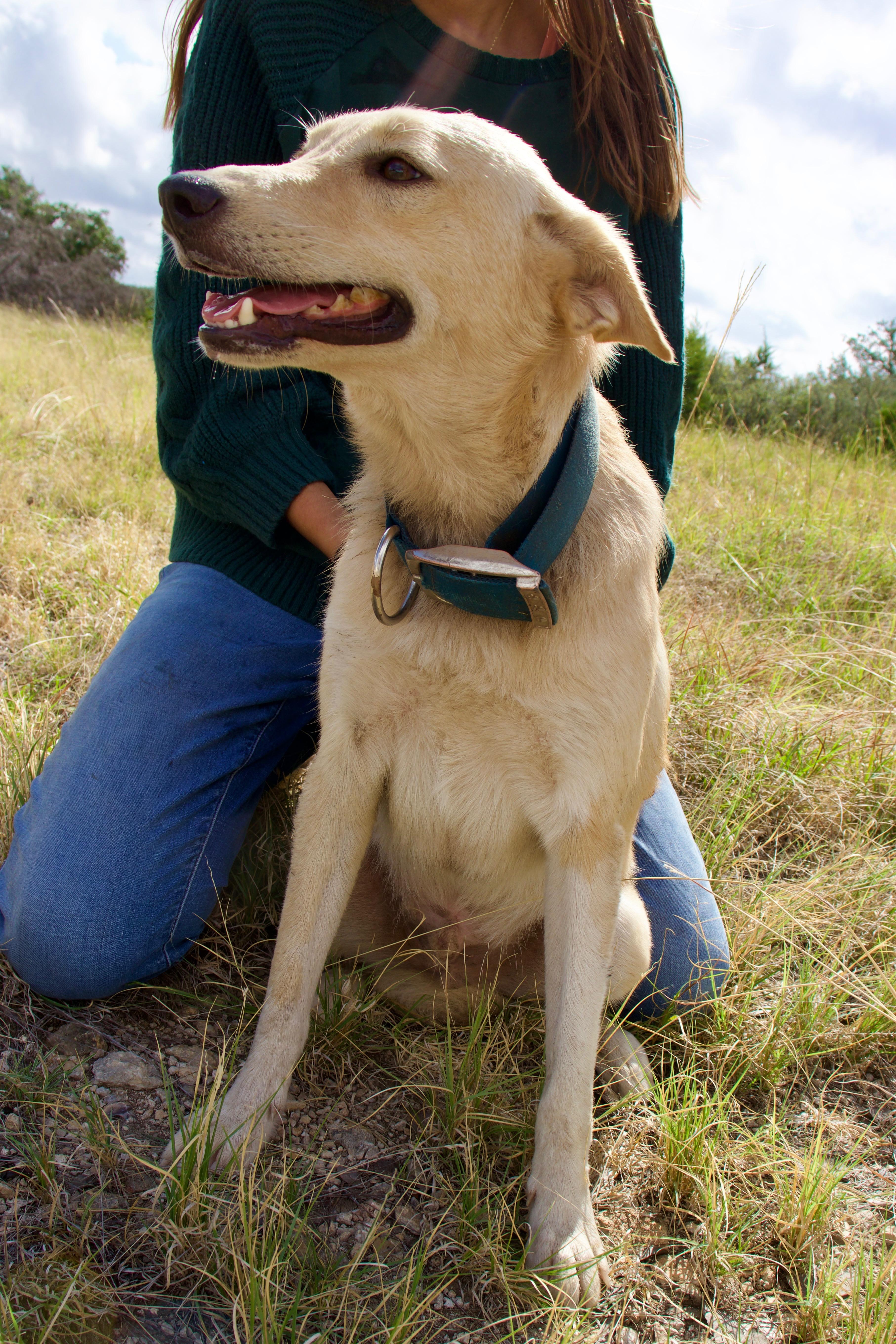 A young medium-sized male Golden Labrador Retriever dog named Rocky for adoption in Boerne, TX