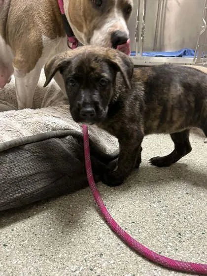 A baby large-sized female Mixed Breed dog named Miss Thang for adoption in Memphis, TN