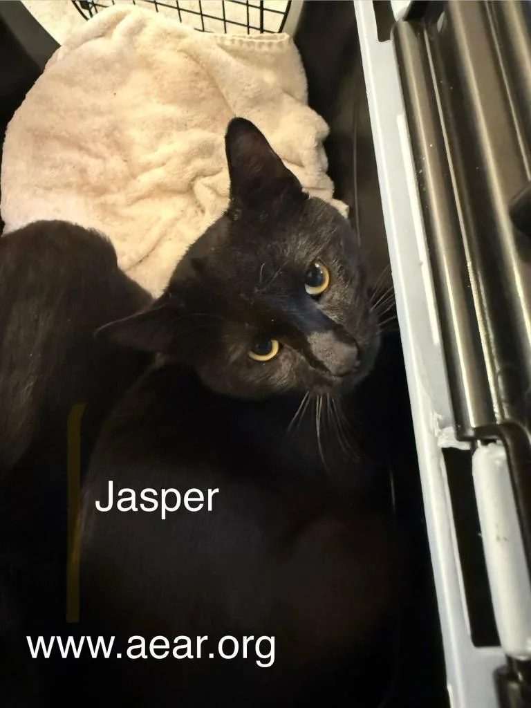 A baby medium-sized male Domestic Medium Hair cat named Jasper for adoption in Libertyville, IL