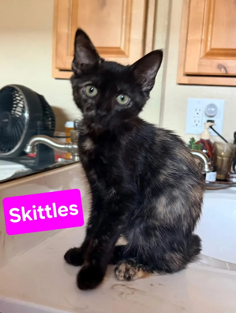 A young medium-sized female Tortoiseshell Domestic Short Hair cat named Skittles for adoption in Albuquerque, NM