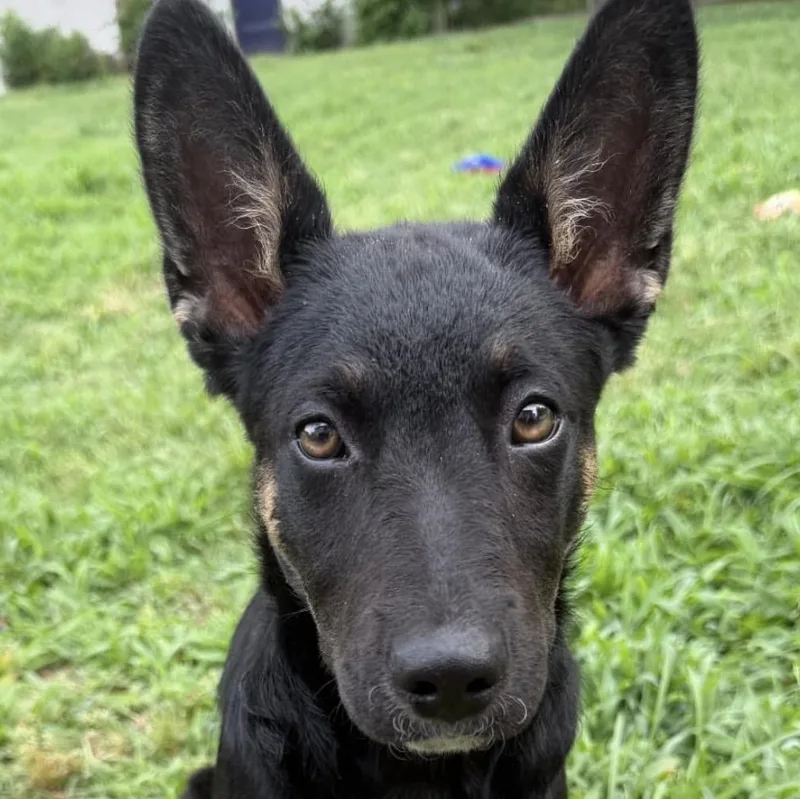 A baby medium-sized female Tricolor (Brown, Black, & White) Australian Cattle Dog / Blue Heeler dog named Sally for adoption in Richmond, VA