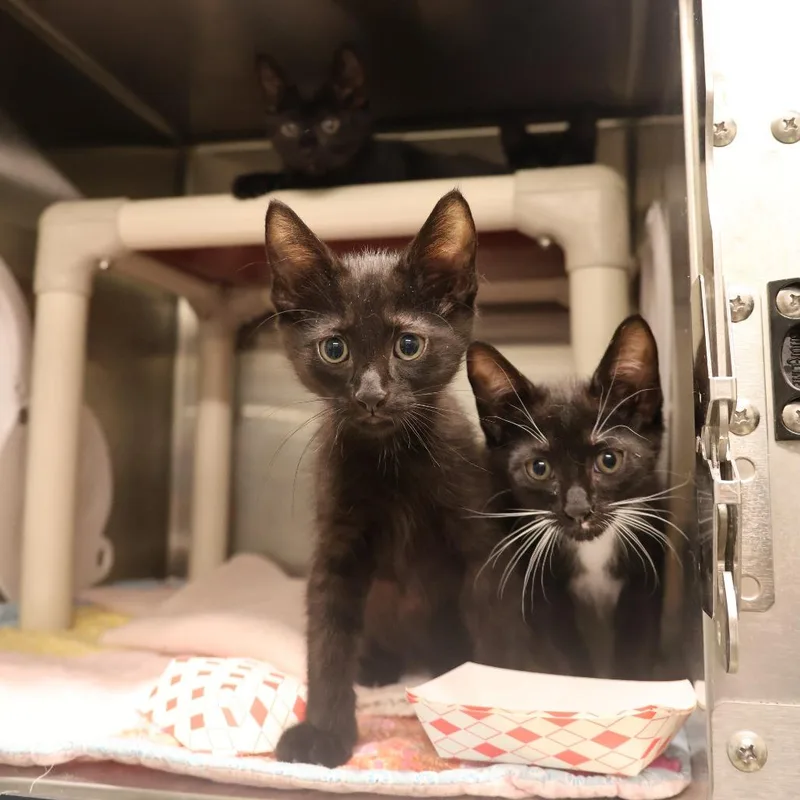 A baby small-sized female Black Domestic Short Hair cat named Daphne for adoption in Briarcliff Manor, NY