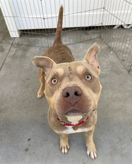 A young medium-sized male Mixed Breed dog named Toad for adoption in Palmetto, FL
