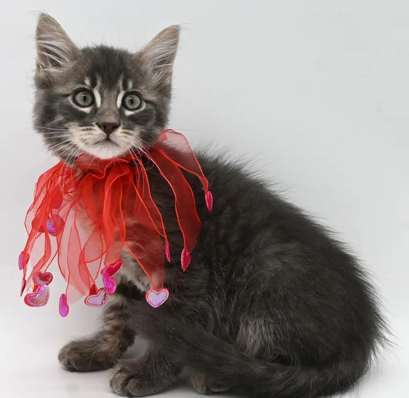 A baby medium-sized male Maine Coon cat named Tommy for adoption in Mobile, AL