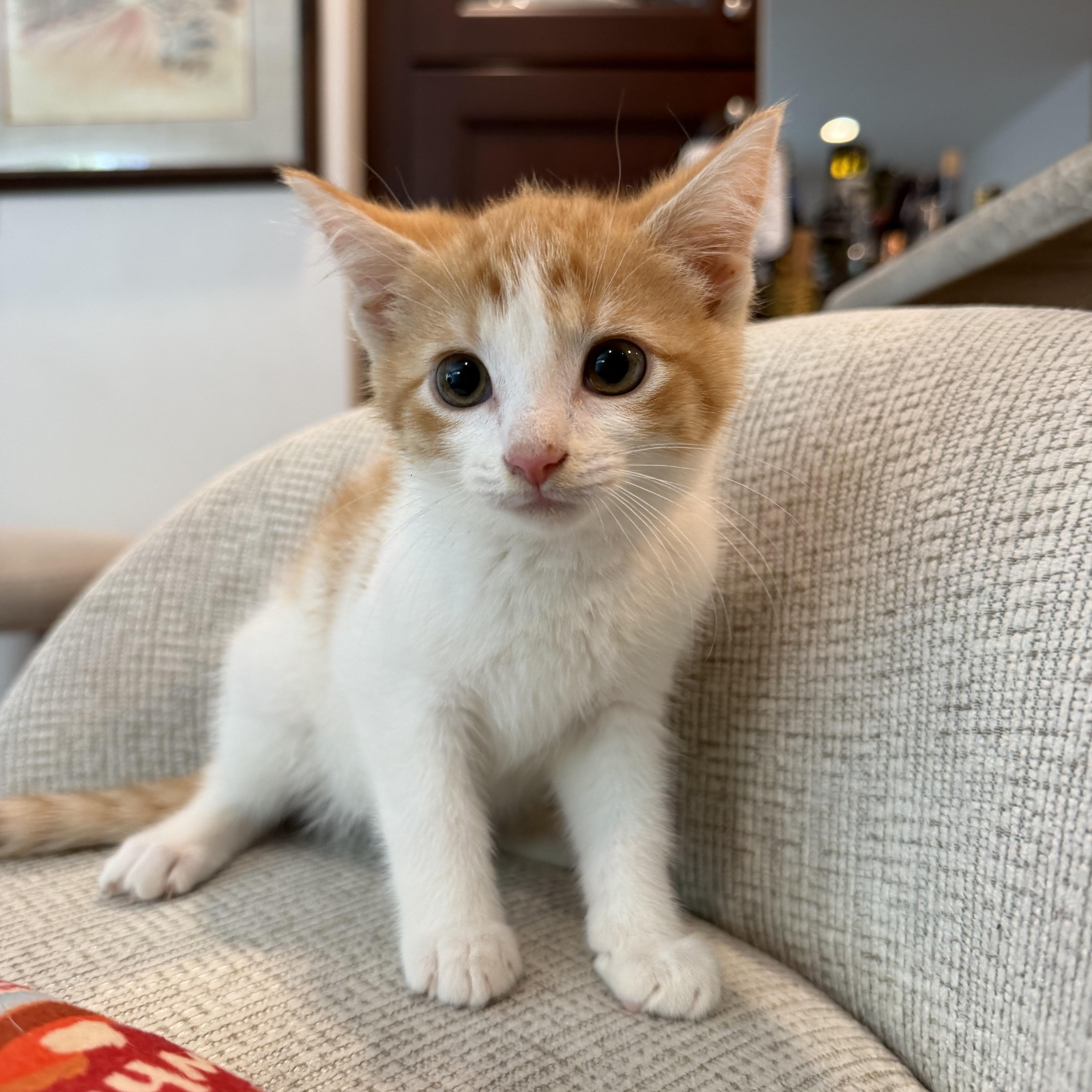 A baby small-sized male Domestic Short Hair cat named Italian Cookies for adoption in Newark, NJ