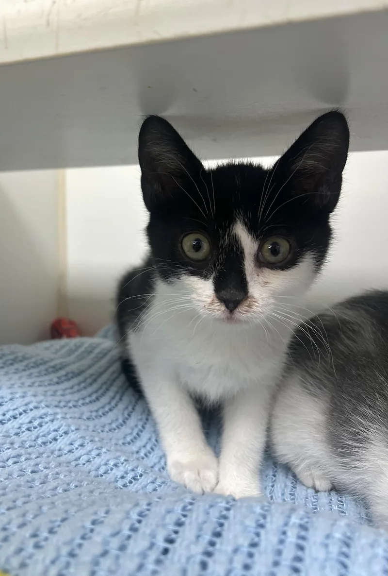 A young medium-sized female Domestic Short Hair cat named Yahoo for adoption in Reisterstown, MD