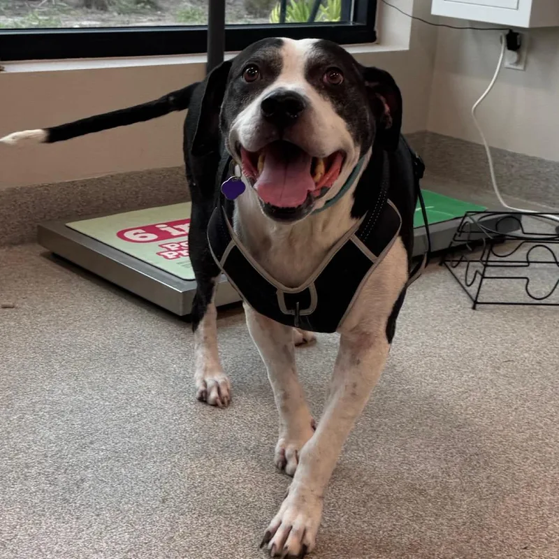 An adult large-sized male Gray / Blue / Silver Mixed Breed dog named Boris for adoption in Englewood, FL