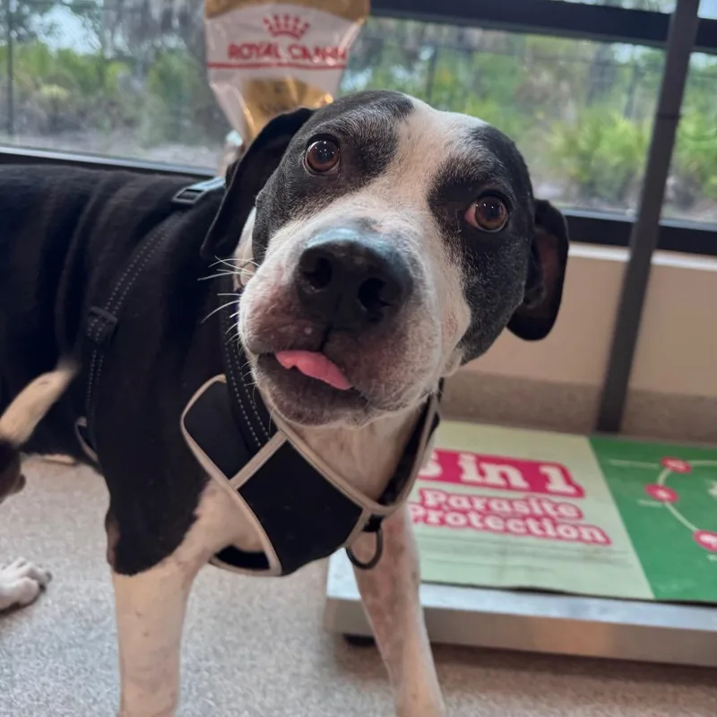 Boris thumbnail 2
