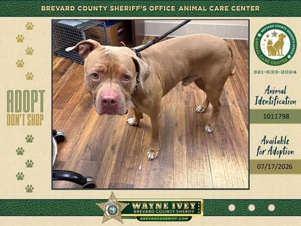 An adult large-sized male Mixed Breed dog named Peach Preserves for adoption in Melbourne, FL