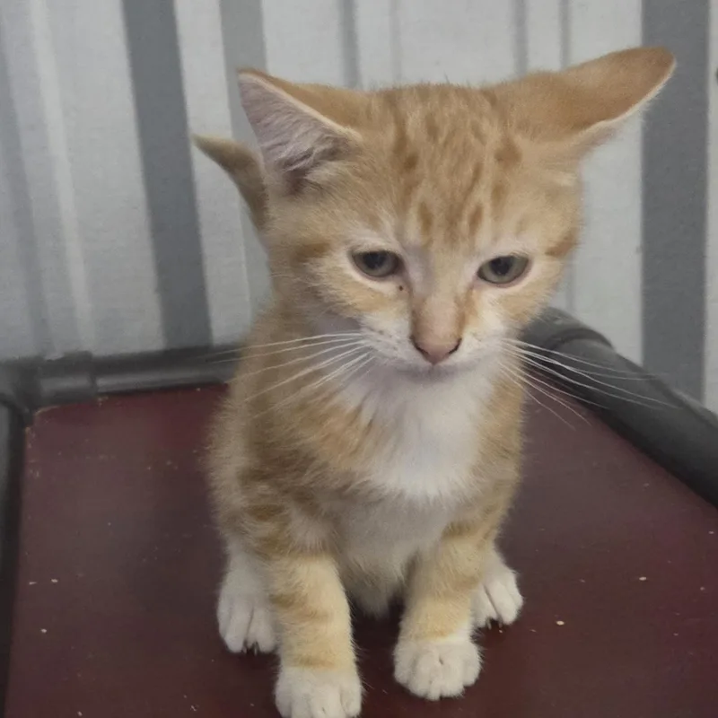 A young medium-sized male Orange & White Domestic Short Hair cat named Cayenne for adoption in SNOW HILL, NC